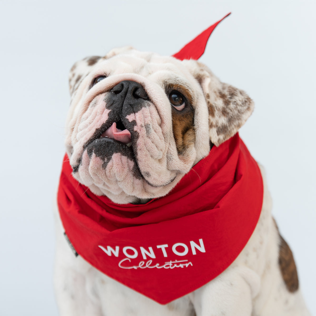 WONTON BAD ASS BULLDOG CLUB Double-sided Bandana