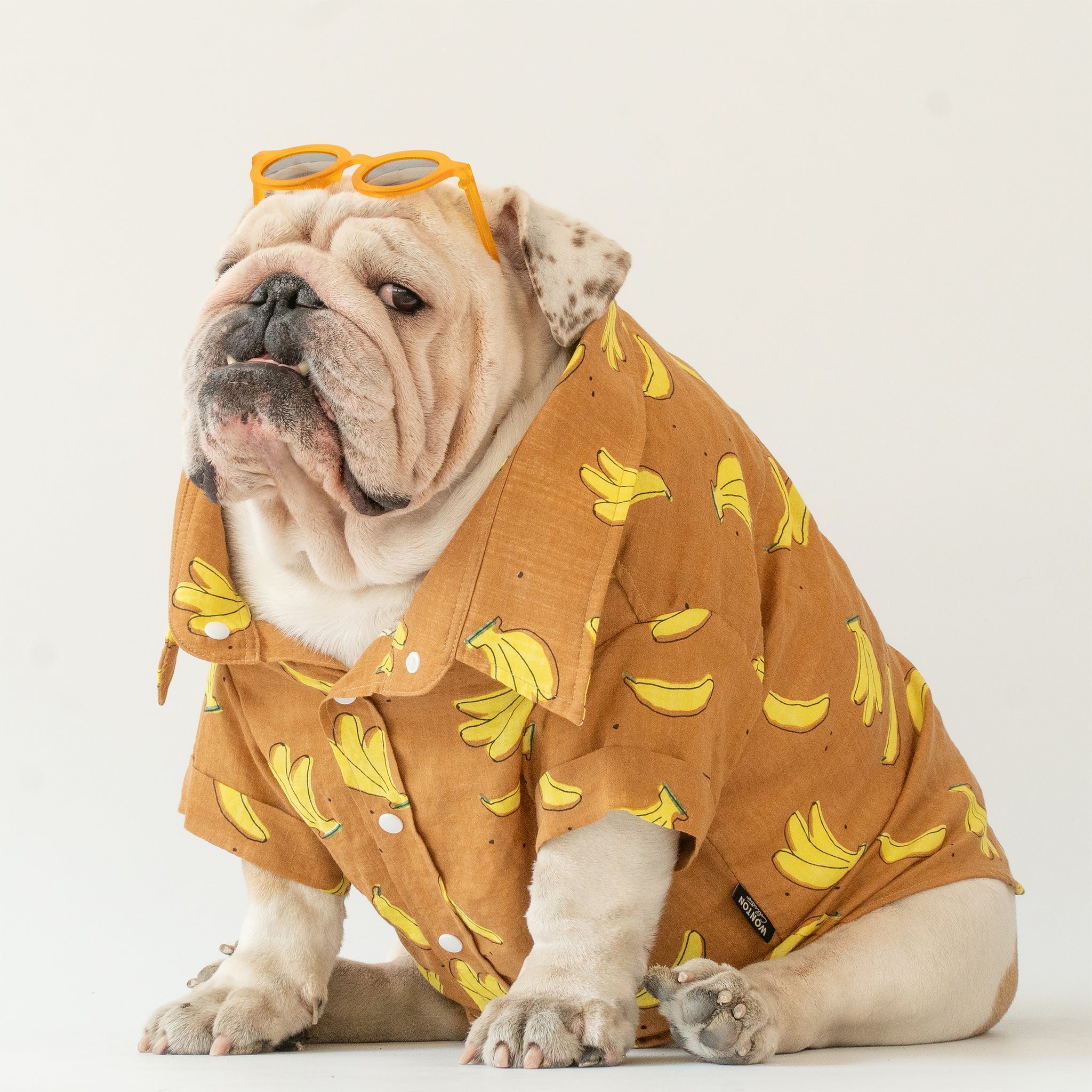 The image depicts a bulldog sitting down, dressed in a brown shirt with a banana print. The dog is also wearing round orange-tinted sunglasses perched on its head. The background is plain and light-colored, which highlights the subject. The dog's posture is relaxed, and it is looking slightly to the side with a calm, almost indifferent expression.
