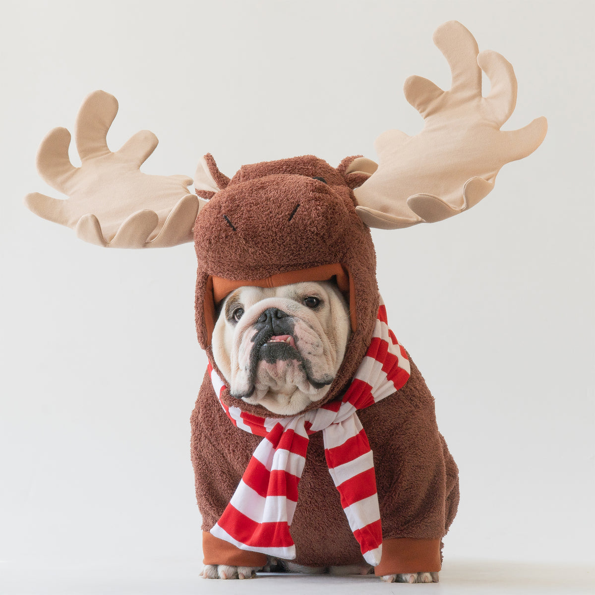 WONTON The Winter Moose costume