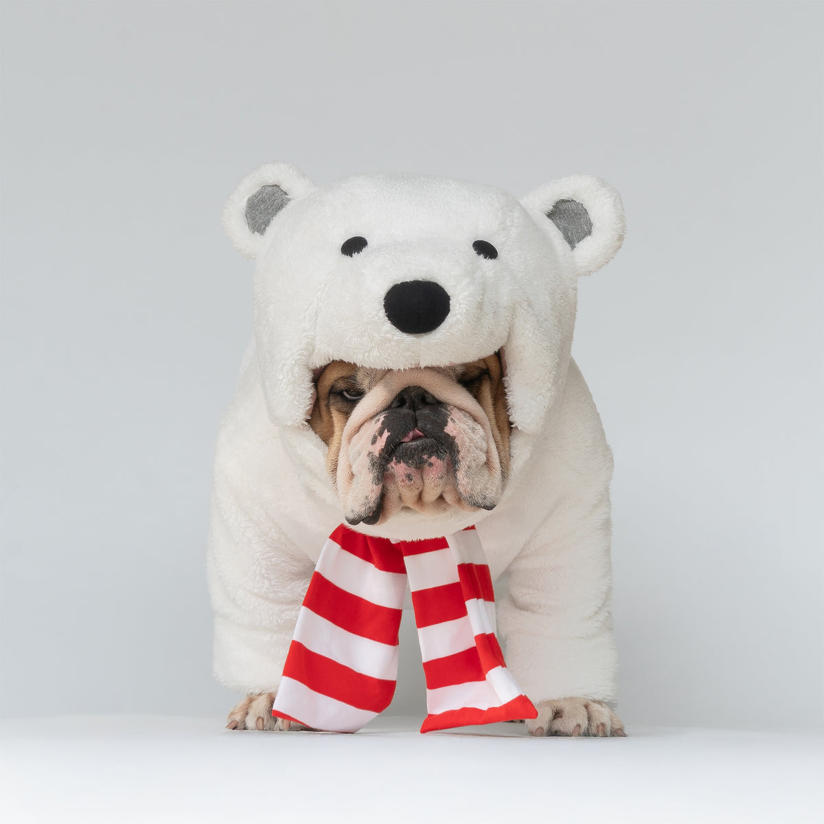 WONTON Polar Bear costume