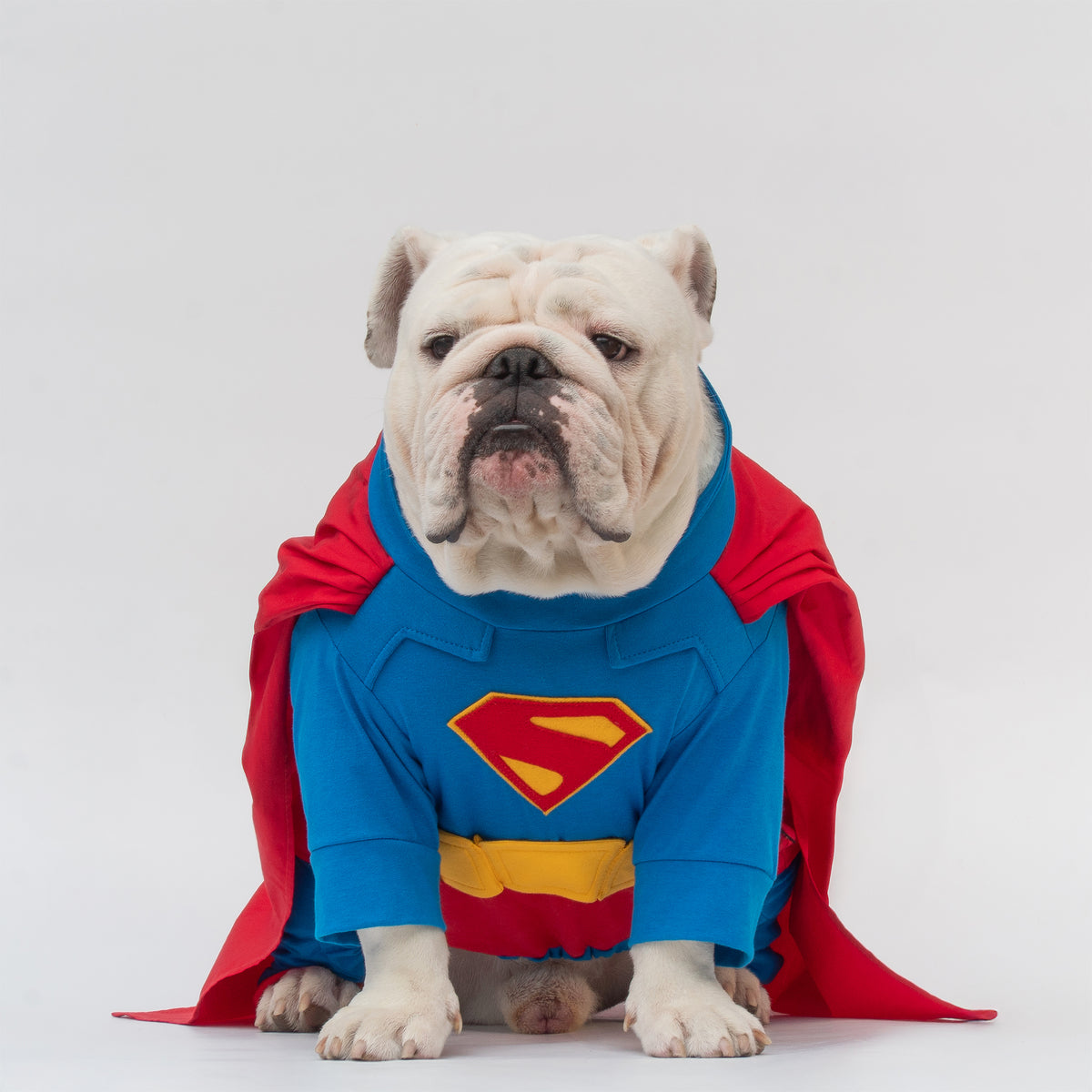 WONTON Superdog costume