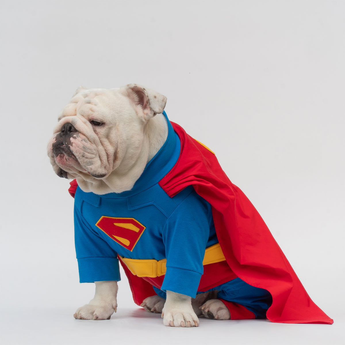 WONTON Superdog costume