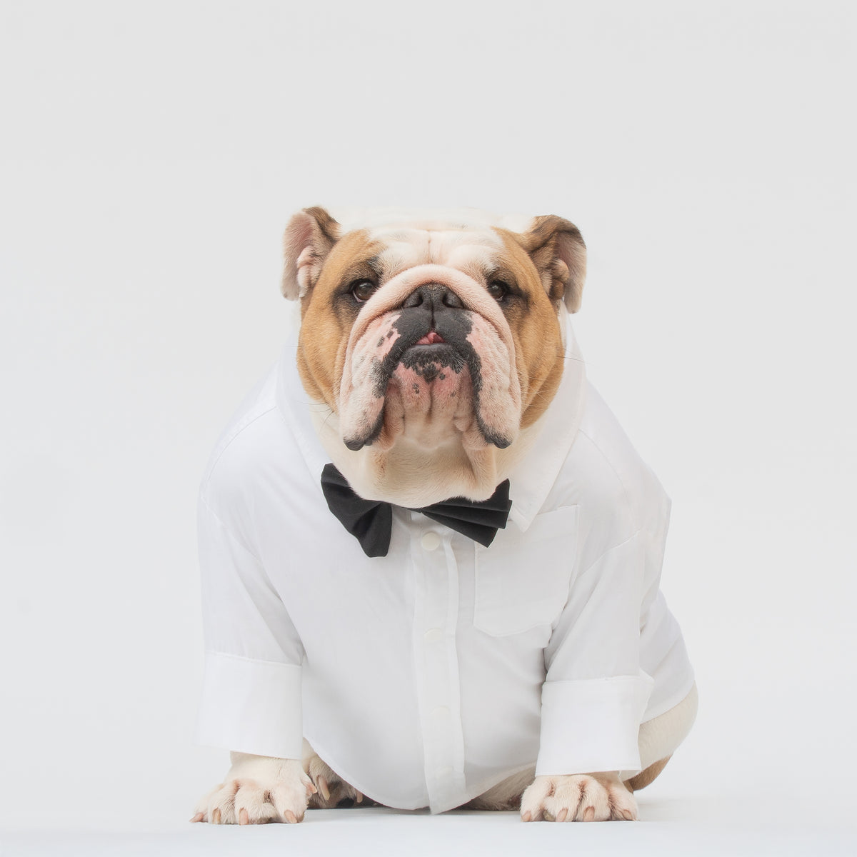 WONTON TUXEDO in black + Formal shirt in white