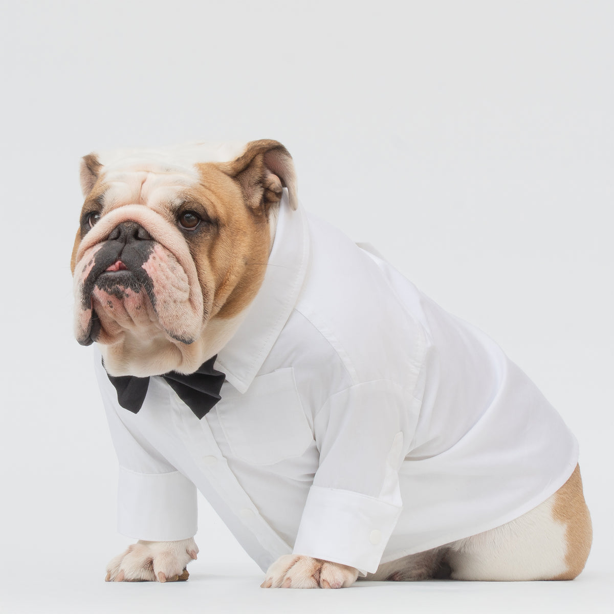 WONTON TUXEDO in black + Formal shirt in white