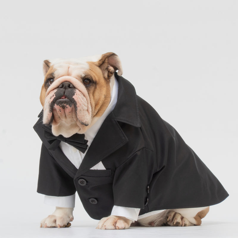 WONTON TUXEDO in black + Formal shirt in white
