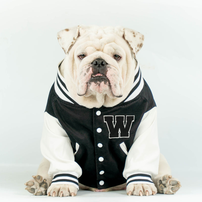 WONTON VARSITY BOMBER Jacket in black (Customizable Chest Letter) - WontonCollection