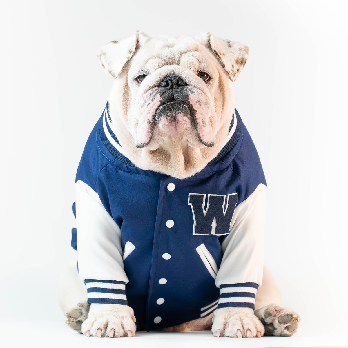 WONTON VARSITY BOMBER Jacket in navy (Customizable Chest Letter) - WontonCollection