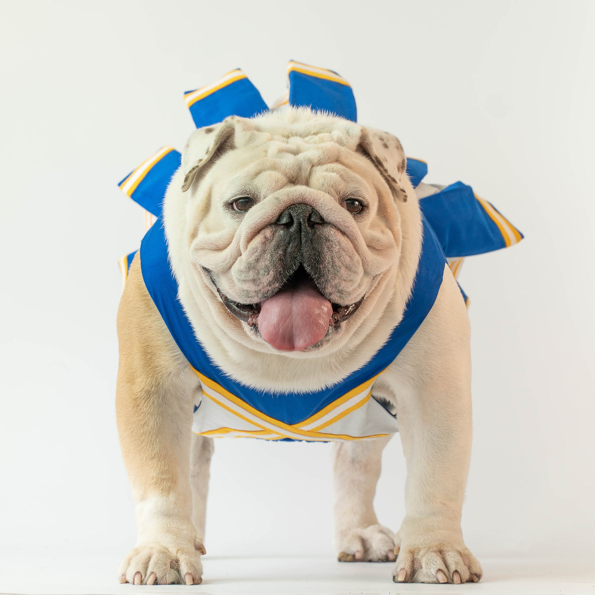 WONTON CHEERLEADER Outfit in blue and yellow
