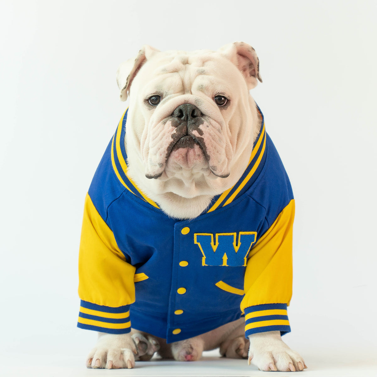 WONTON Varsity Bomber Jacket in blue and yellow