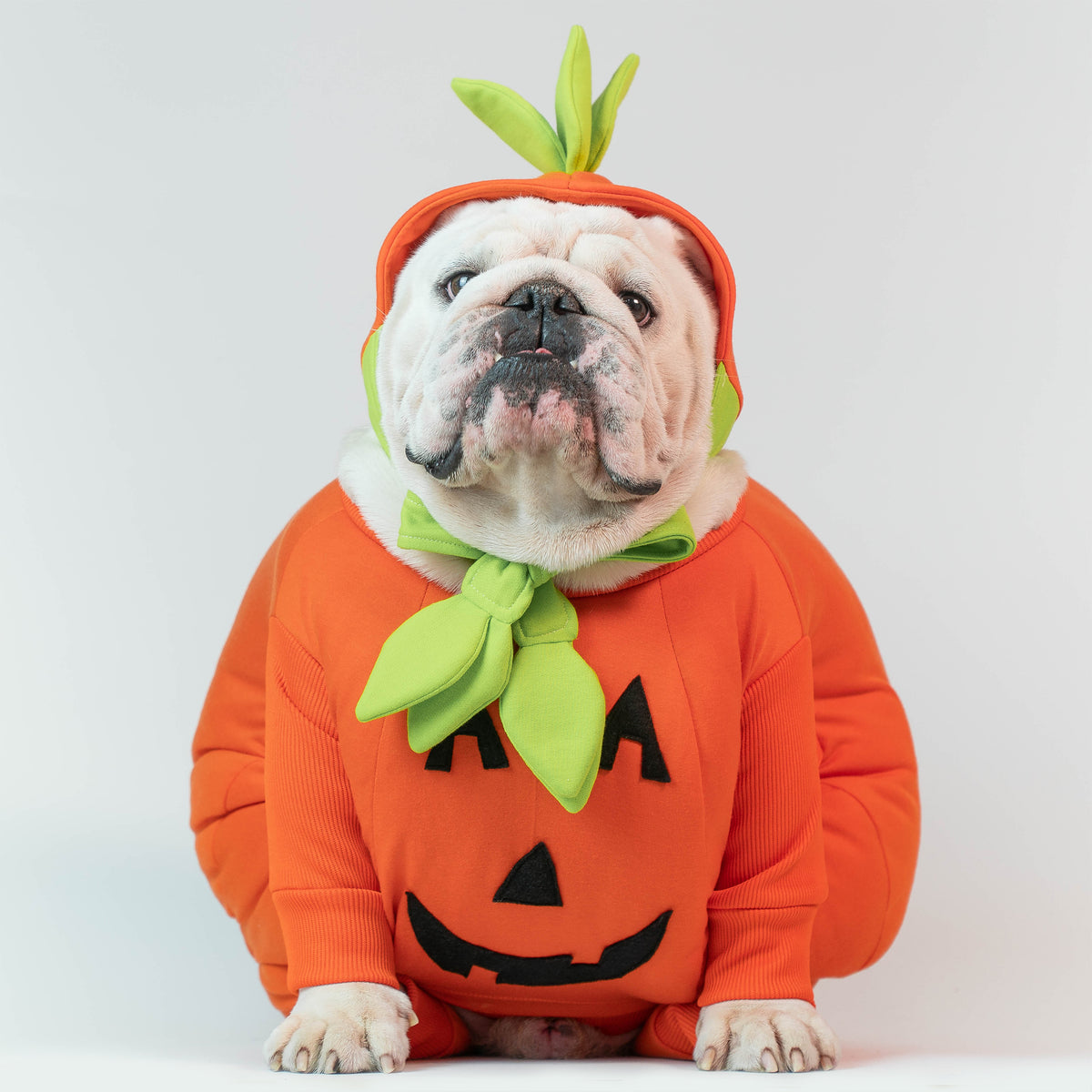 WONTON LITTLE PUMPKIN Outfit Version 2(HALLOWEEN LIMITED EDITION