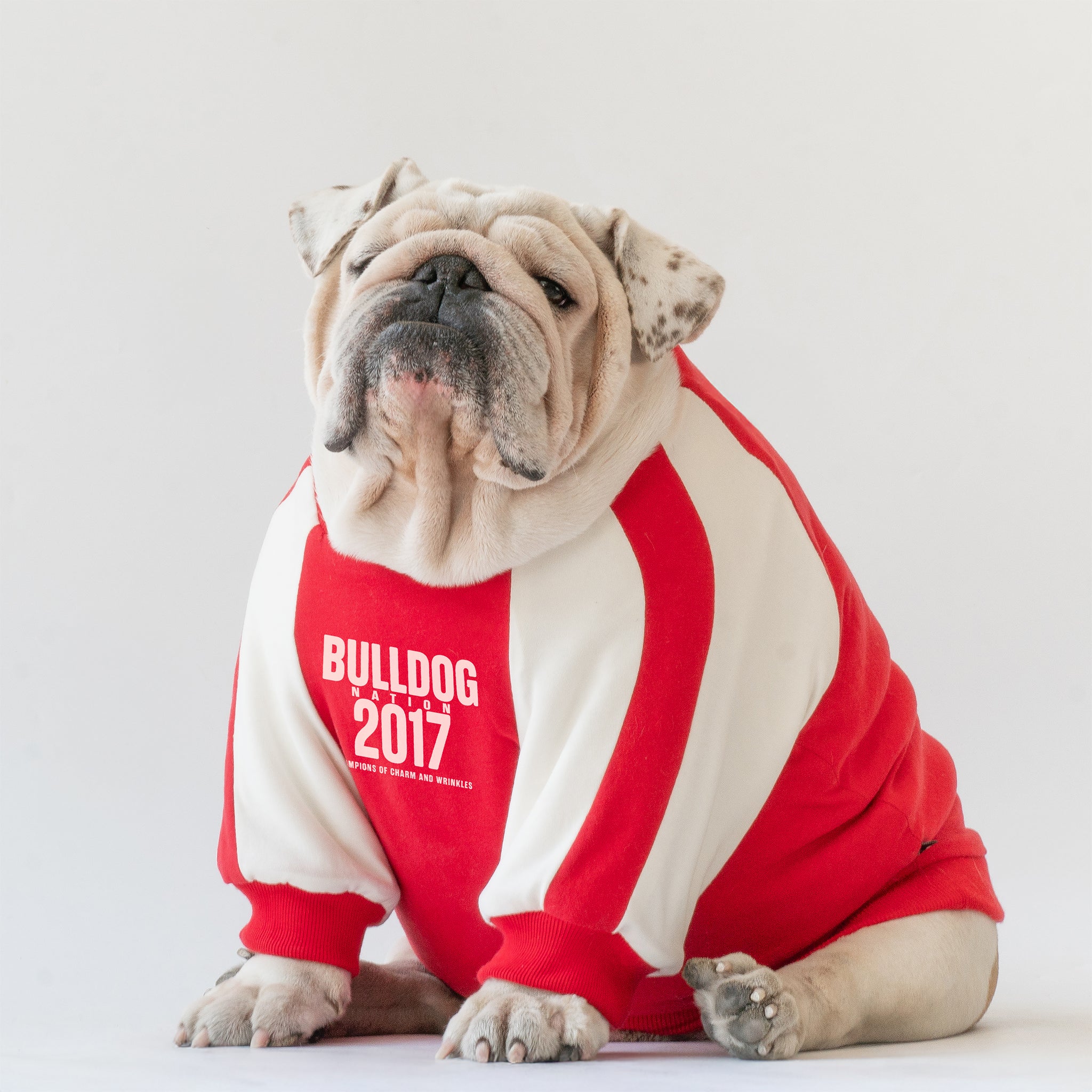 WONTON BULLDOG NATION sweater