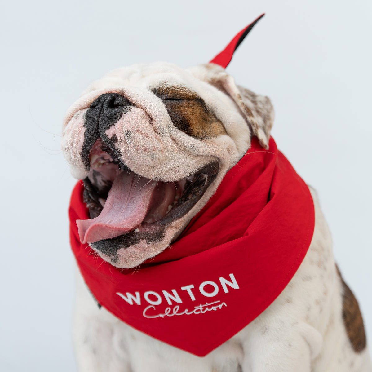 WONTON BAD ASS BULLDOG CLUB Double-sided Bandana