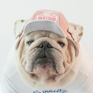 WONTON Badass Bulldog Club ONE CAP 2 in pink
