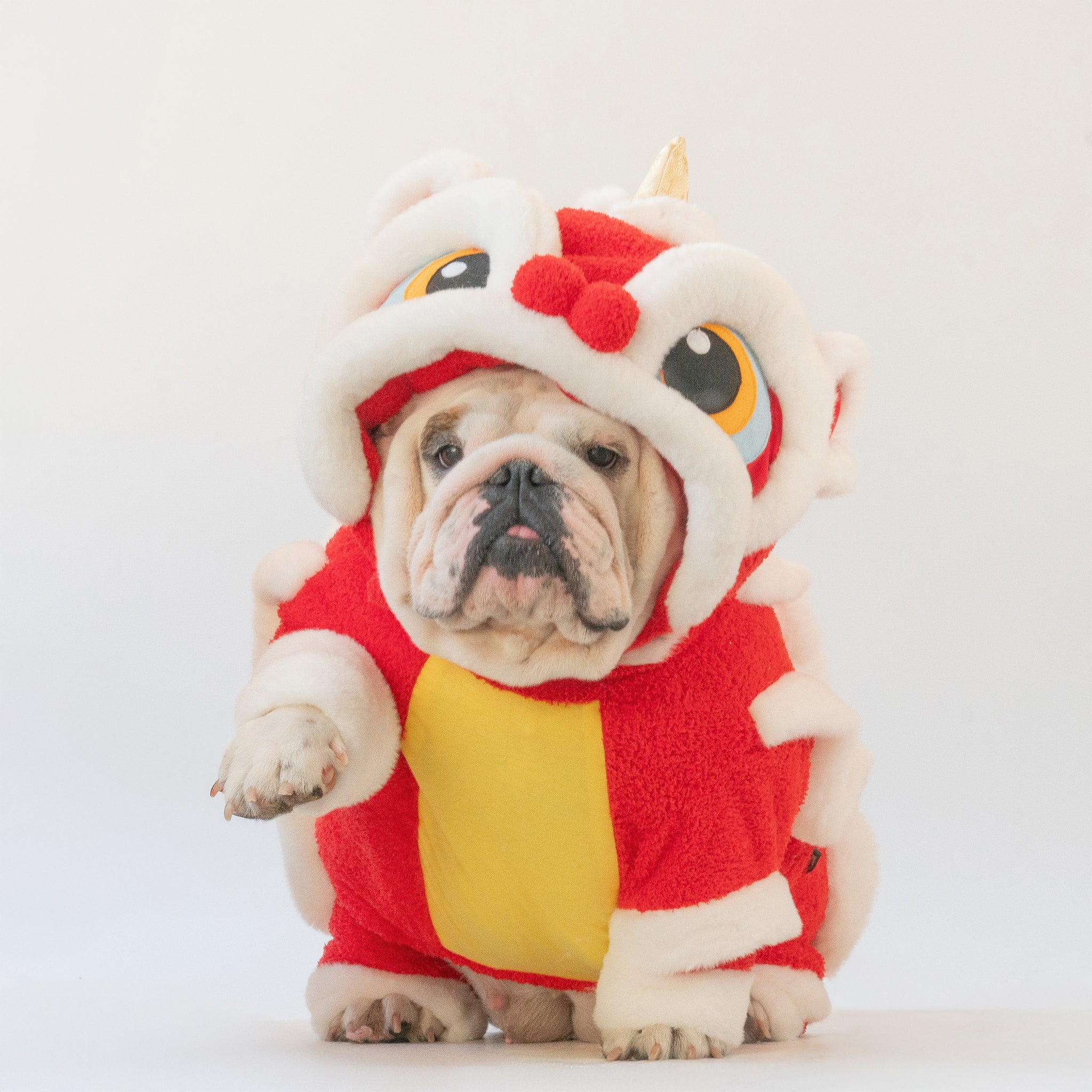 WONTON Chinese Lion costume, Chinese New Year LIMITED EDITION