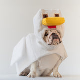 WONTON Chunky Chicken costume (Chicken costume ONLY)