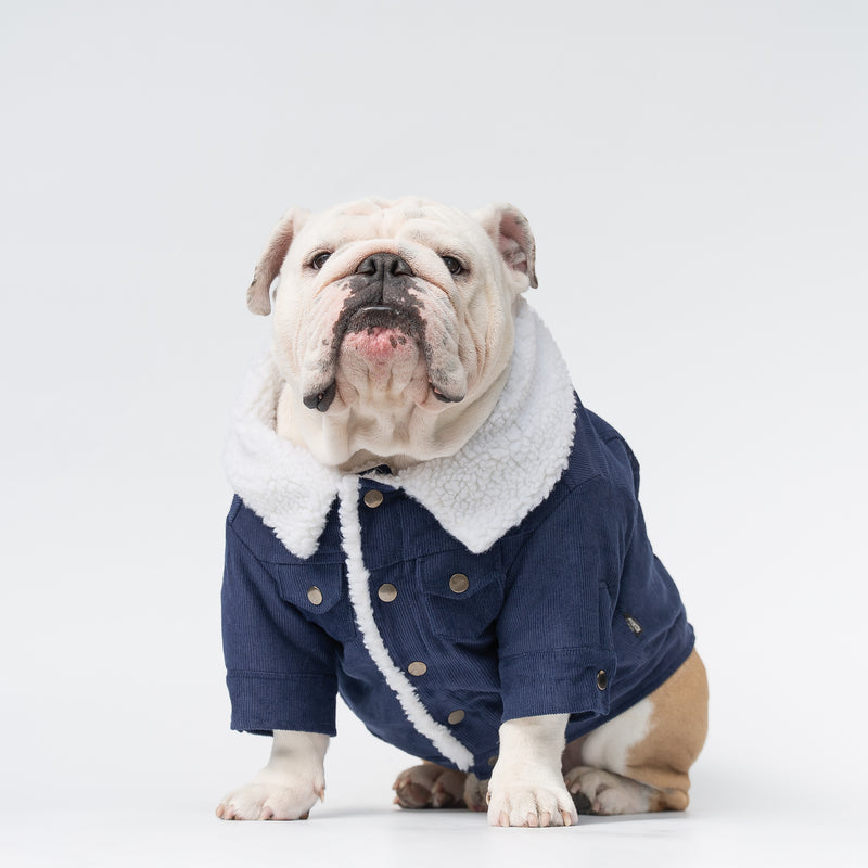 WONTON Classic Corduroy Jacket in navy