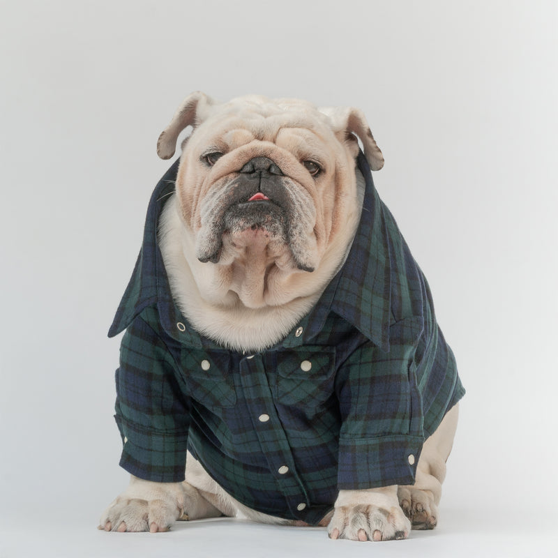 WONTON Flannelshirt in evergreen
