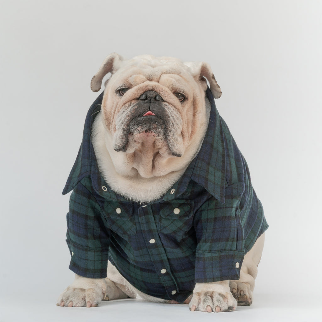 WONTON Flannelshirt in evergreen