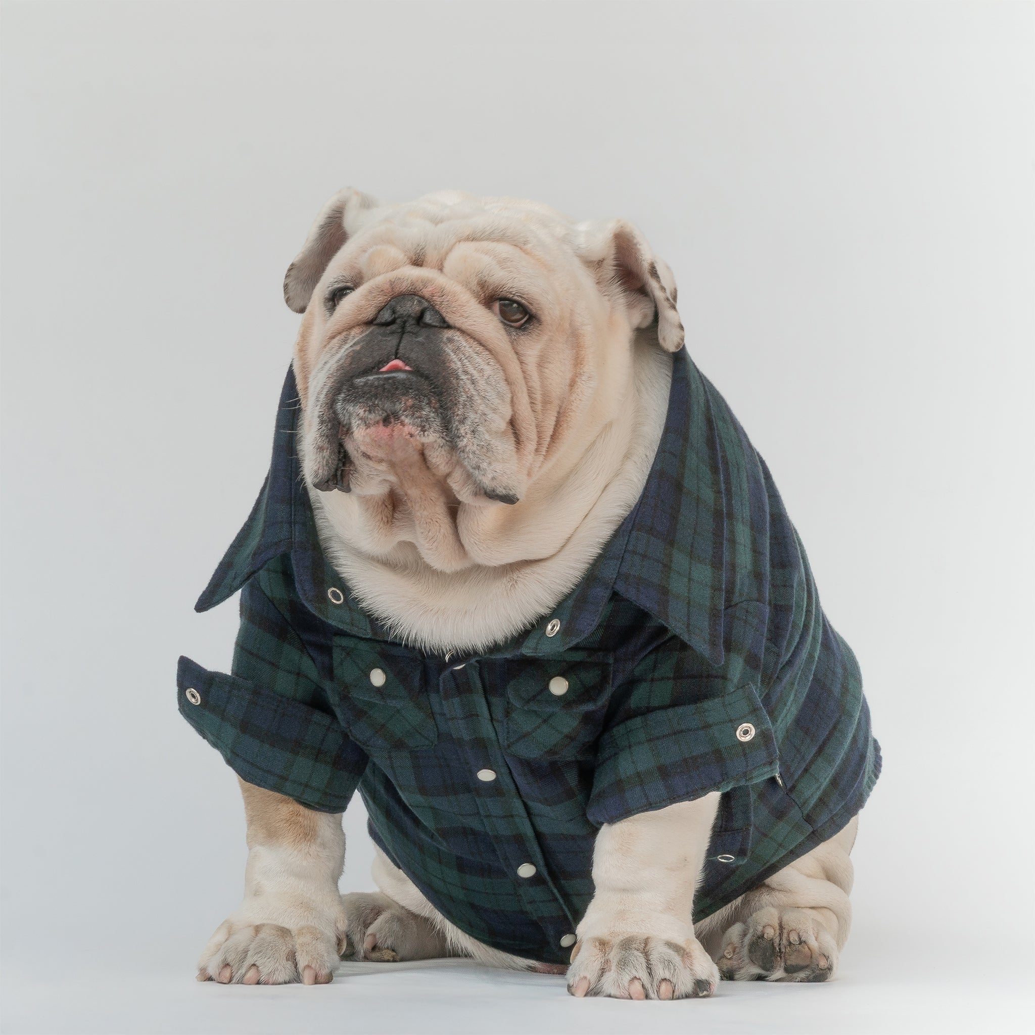 WONTON Flannelshirt in evergreen