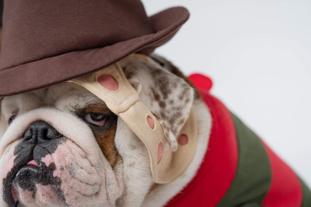 WONTON Freddy Chewger costume
