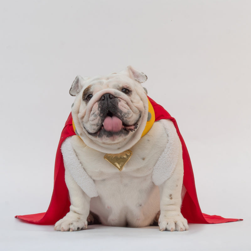 WONTON Krypbull costume