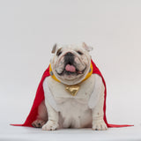 WONTON Krypbull costume