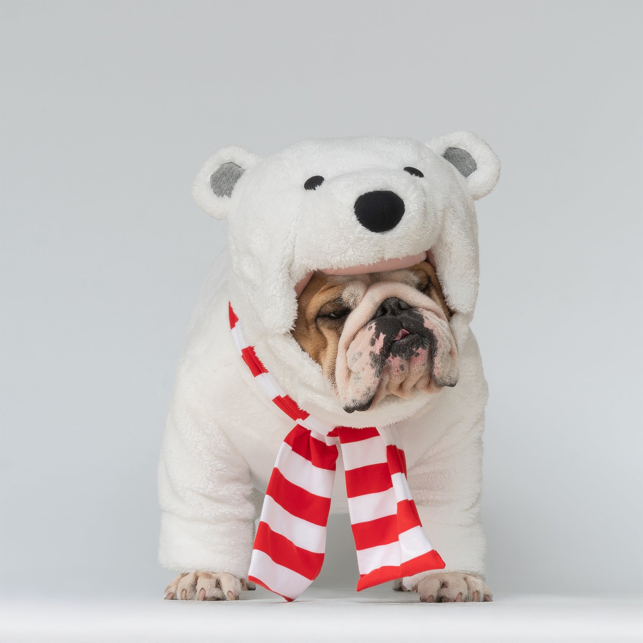 WONTON Polar Bear costume