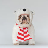 WONTON Polar Bear costume