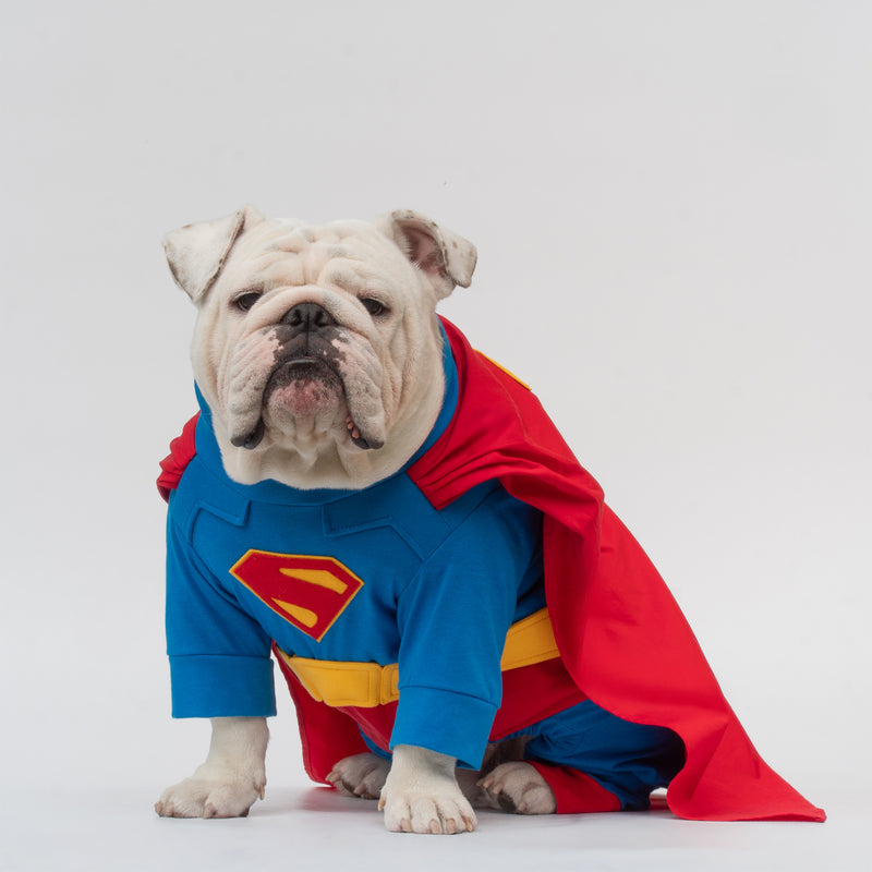 WONTON Superdog costume