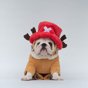 ワンタン コレクション 犬服とアクセサリーのオンラインストア