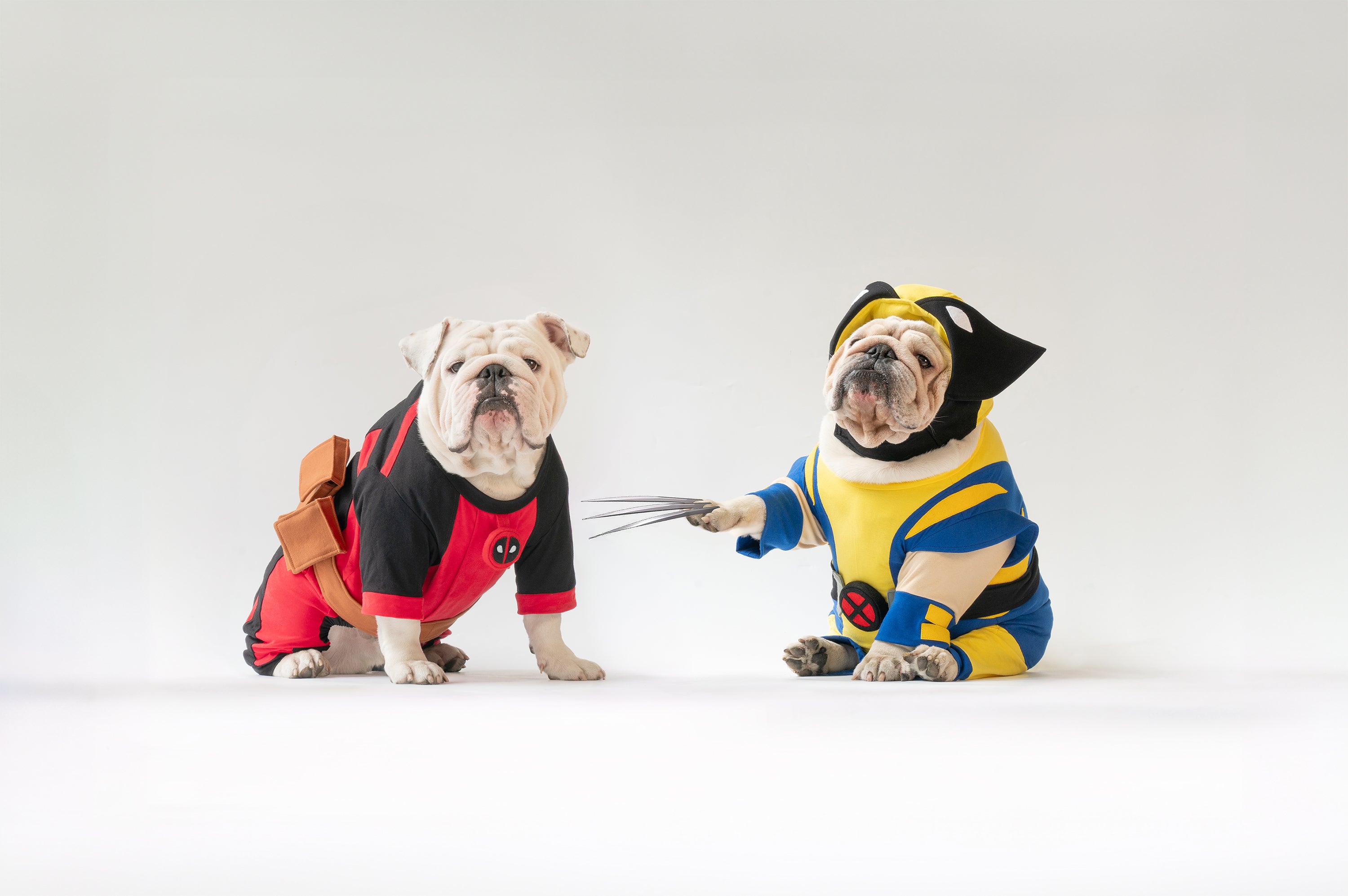 Wonton Collection Online dog clothing and accessories store