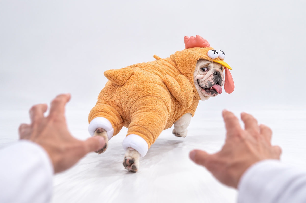 Bulldog wearing The Last Gobble plush turkey costume, looking back at the camera
