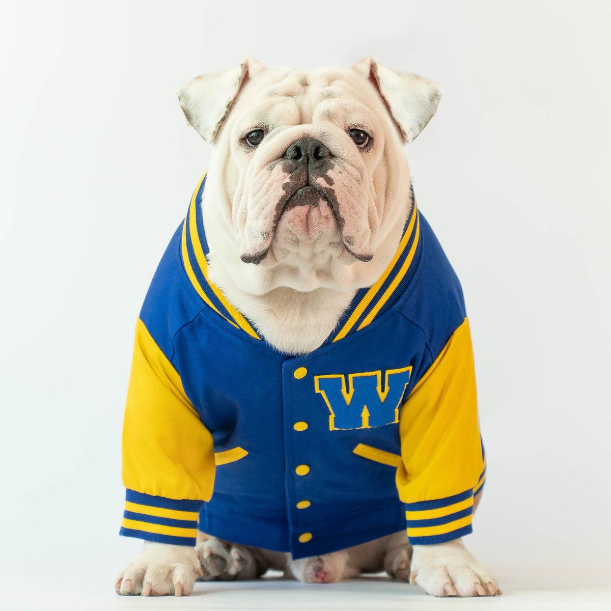 WONTON Varsity Bomber Jacket in blue and yellow