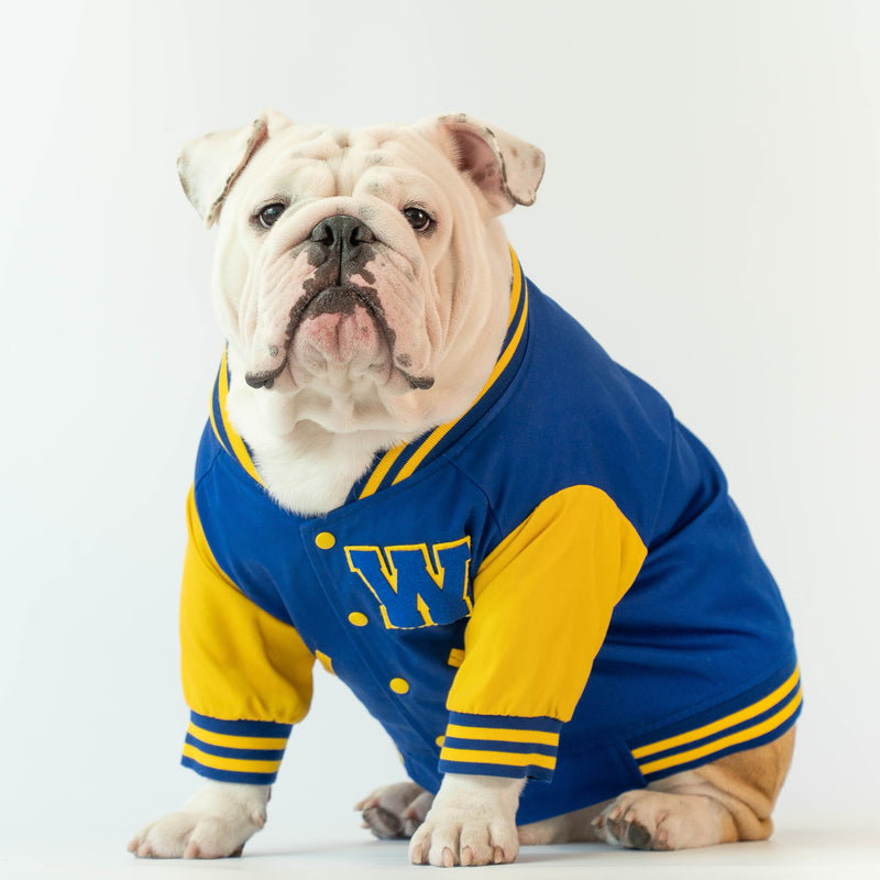 WONTON Varsity Bomber Jacket in blue and yellow